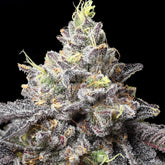 π Snowman Seeds (100% off)